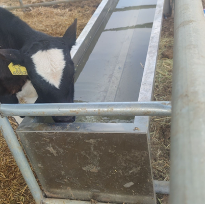 Waterbak voor vee, gepoedercoat, corrosiebestendig, drinkbak, eenvoudig aan te sluiten op het watervoorzieningssysteem van de boerderij, voor gebruik in de veestal